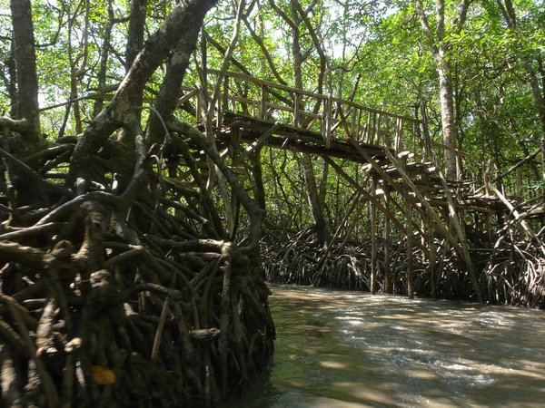 Mangroves near the limestone cave
