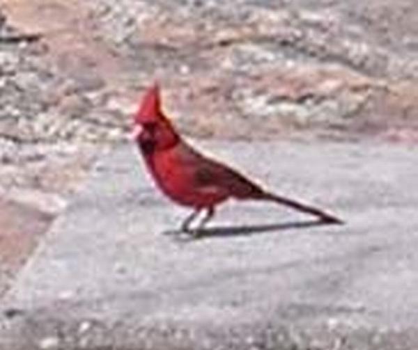 A cardinal at Sabino Canyon