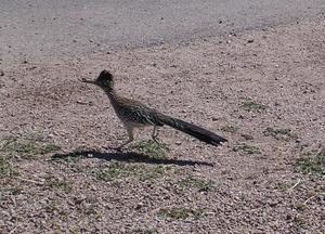 Our little Show-off Road Runner