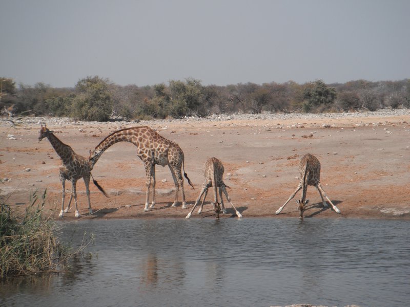 Giraffes at the waterhole