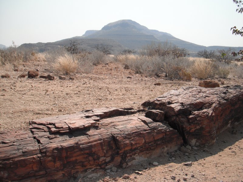 Petrified forest