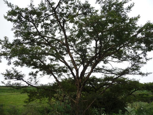 my friend, the old Acacia