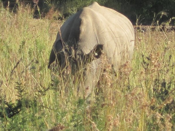 Rhino- saurus