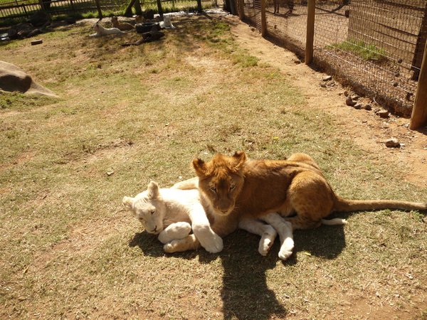 white lion vs. normal lion= cute