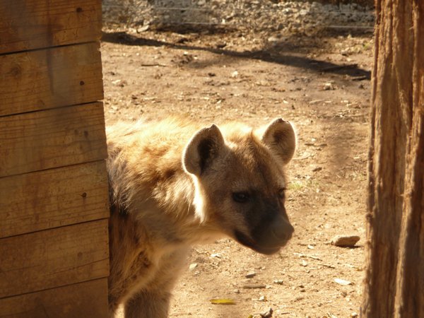 friendly hyena