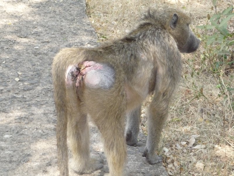 Baboon and his butt problems...
