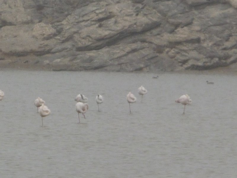 flamingos in the bay