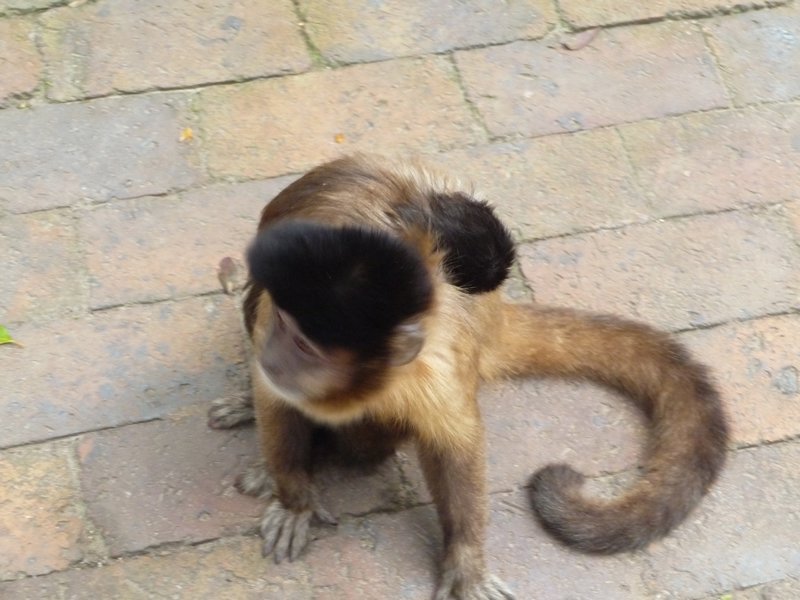 Capuchin named Belinda