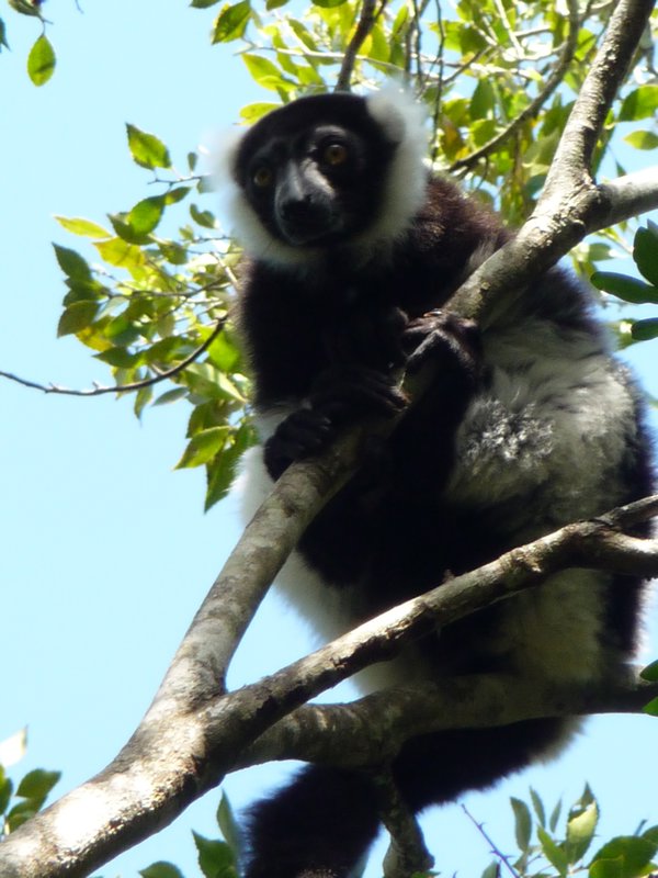 black & white ruffed lemur