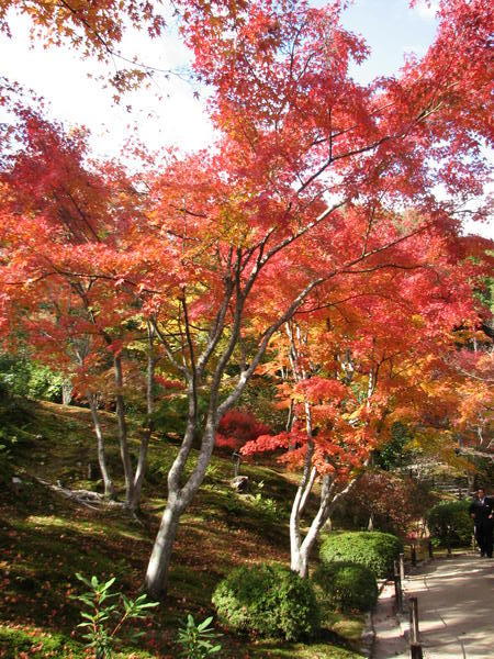 Gardens at Tenryu-ji 