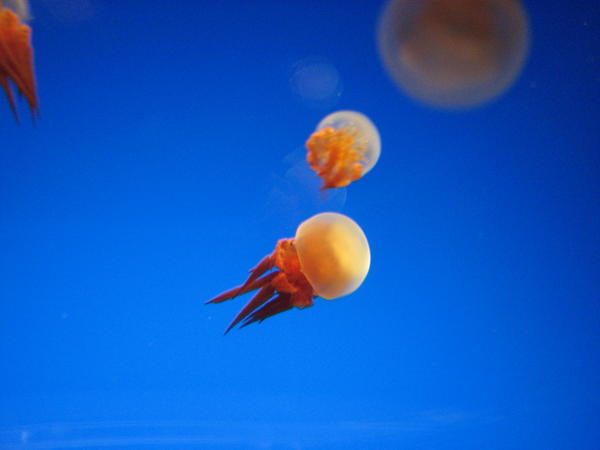 Teeny jellies