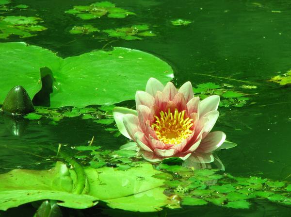 The only bloom in the whole pond