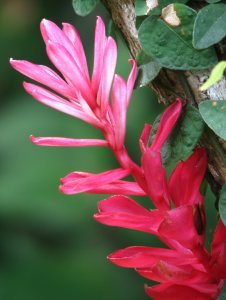 Butterfly Garden