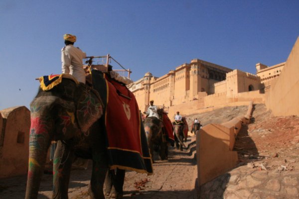 elephants up the fort
