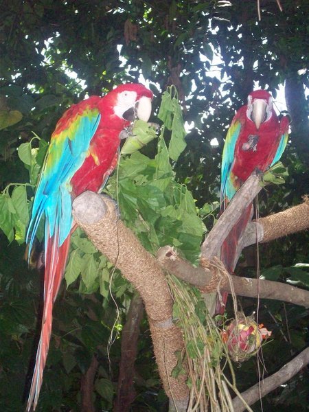 Scarlet Macawsh