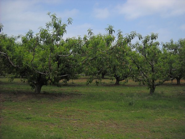 Johnston Peach Trees