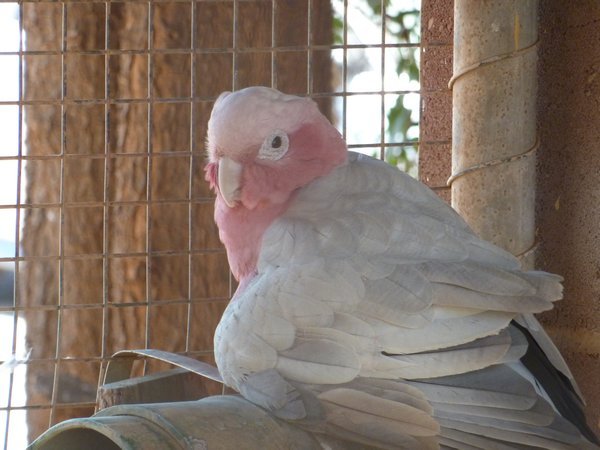 The Fabled Galah