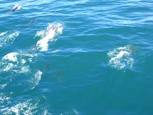 Delphine in der Tasman Sea