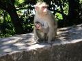 First sighting of monkeys
