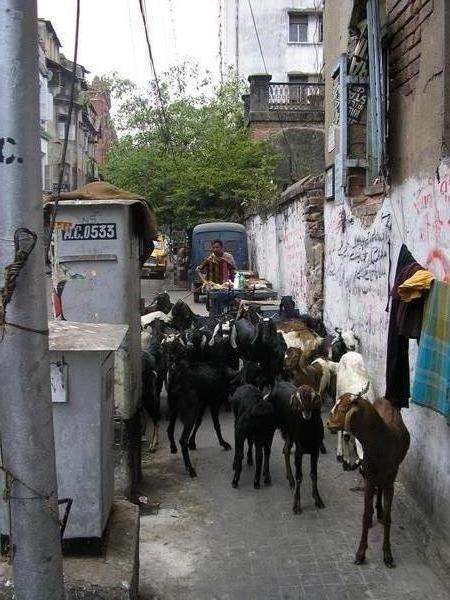 A load of goats wandering around West Bengal's biggest city...