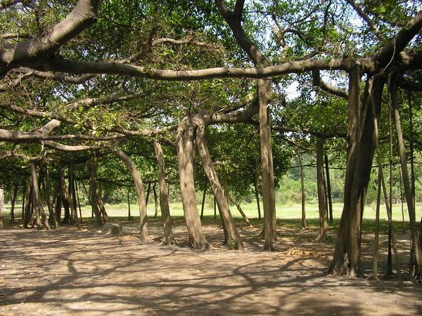 The Great Banyan Tree