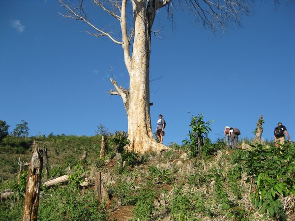 conservation tree