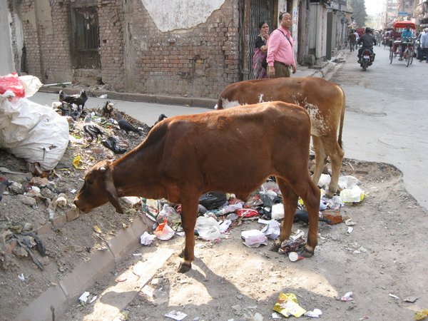 Cows in street