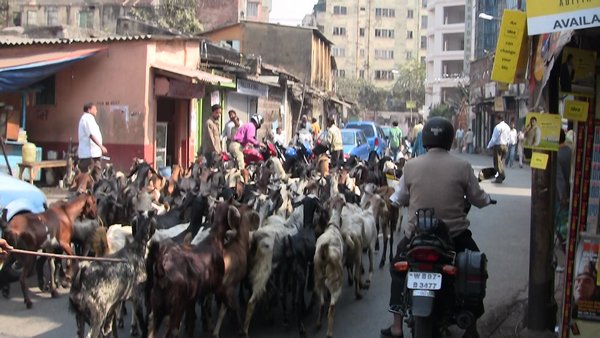 Heard of goats in Kolkata