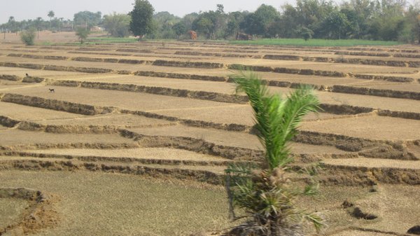 Dry scenery between Kolkata and Varanasi