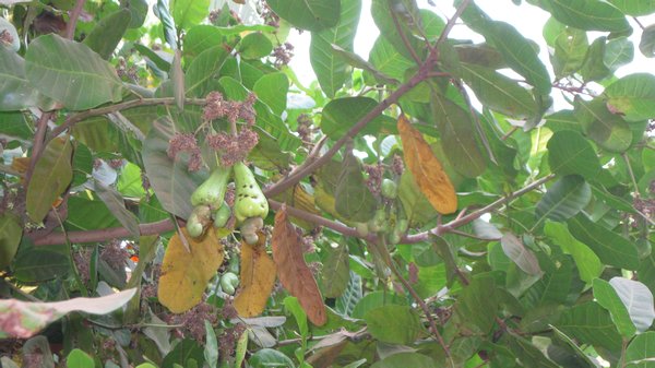 Cashew nut tree with fruit, Nut is undernearth