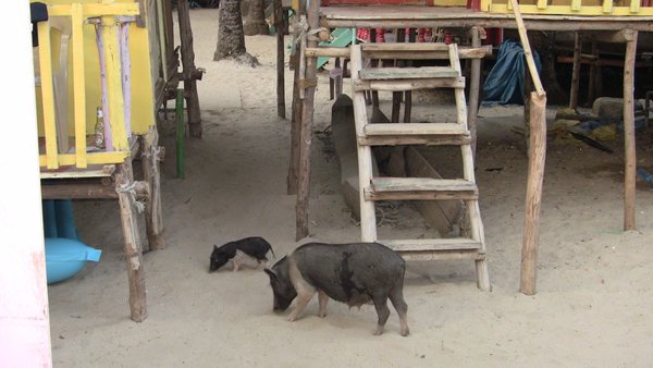 Pigs around bungalows