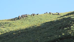 Vultures waiting