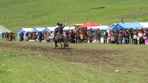 Horse festival