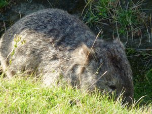 Maria Island wombat