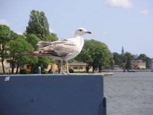 seagull!