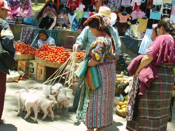 Schweinehandel auf dem Markt