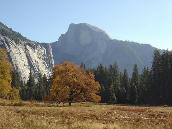 A maple tree with half-dome and pines in the background.
