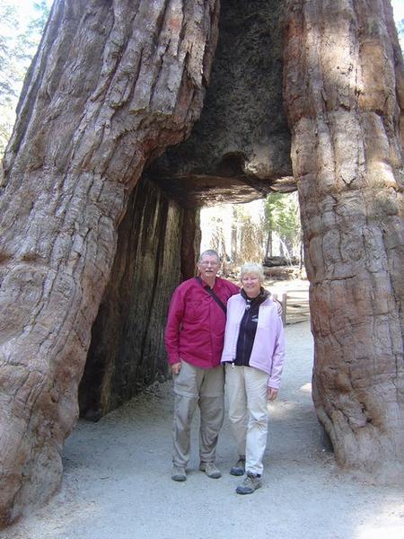 Sequoia Groves CA