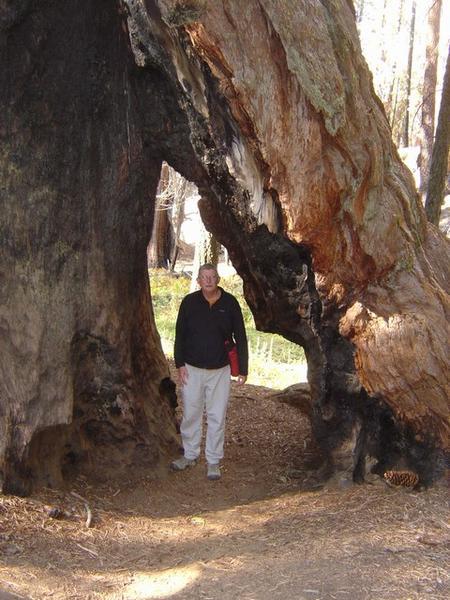 Bob in a sequoia that survived a fire.   