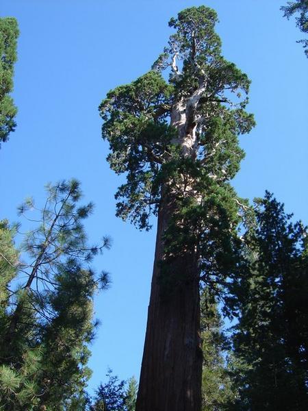 The Big-trees