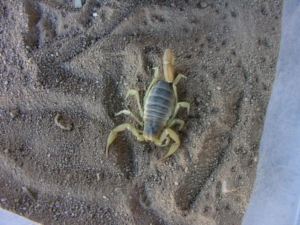 Scorpion on display at Desert Museum Tucson
