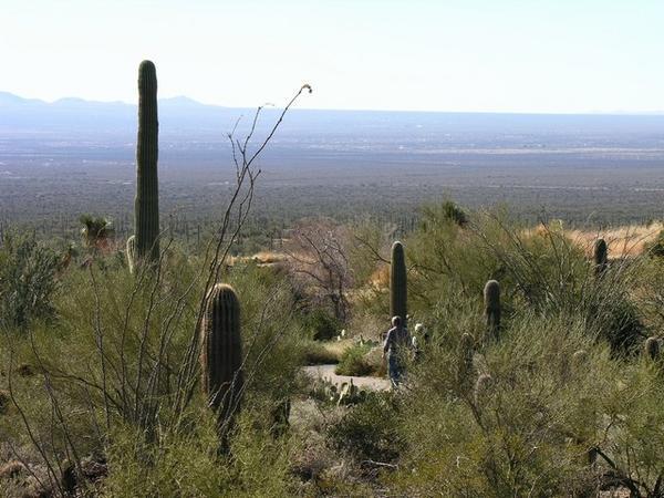 The Sonora Desert