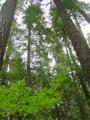 Big trees at campground