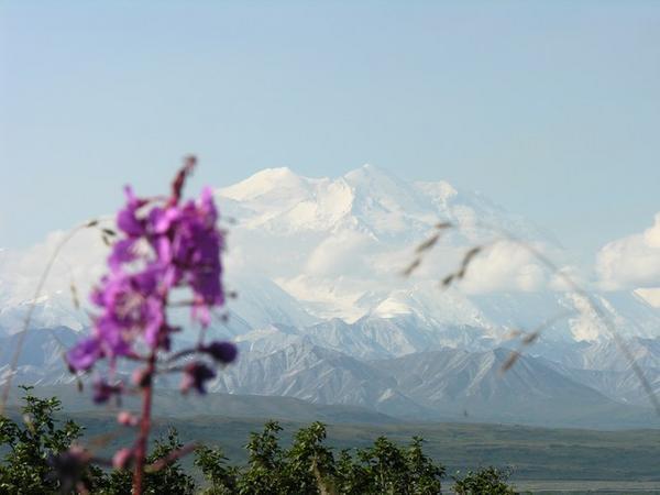 Mt. McKinley and Fireweed