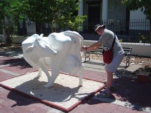 Bob taking the bull by the tail