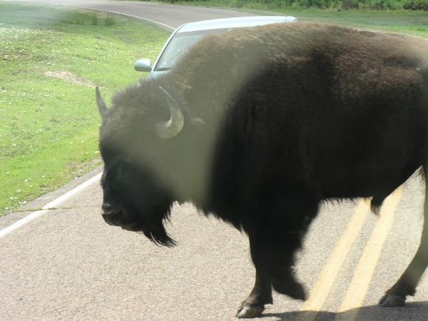 This big guy just had to cross the street the grass was greener.
