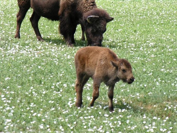 A baby buffalo following Mom
