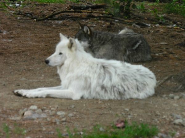 Wolf an at the International Wolf Center in Ely