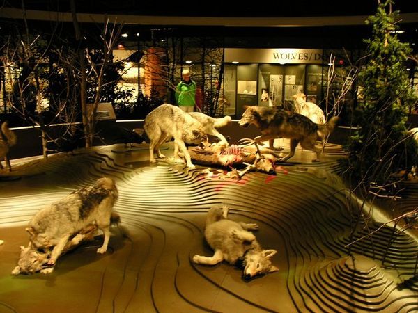 This is one of the exhibits at the wolf center.