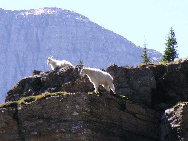 Mountain Goats at Glacier NP